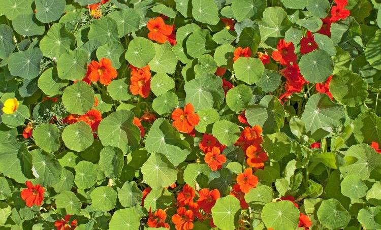 Tropaeolum majus