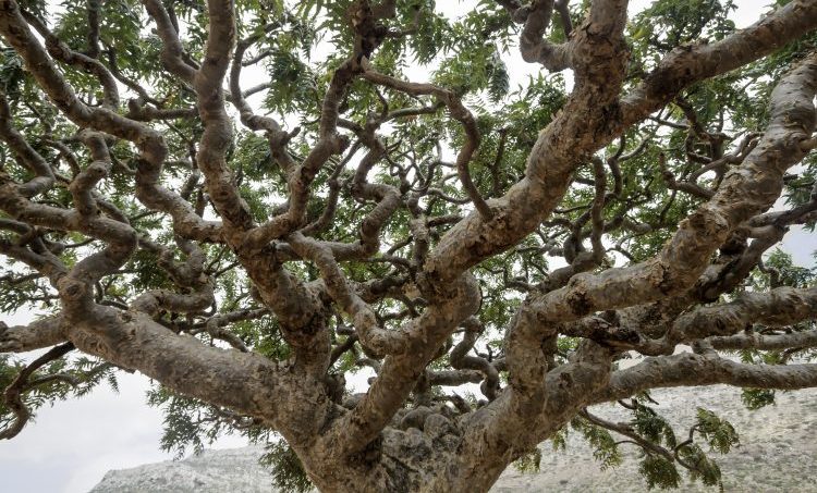 6/16 Vier natuurlijk pijnstillers