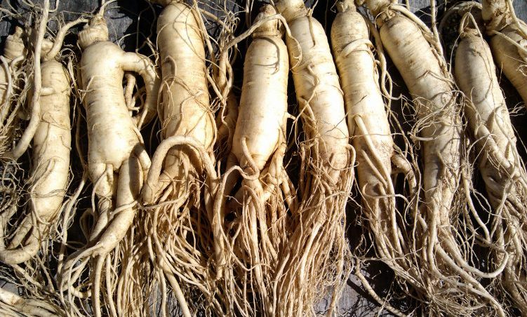 5/16 Panax ginseng