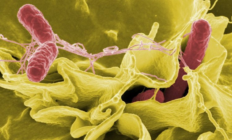 Relatie tussen ernstige voedselinfectie door salmonella en de kans op darmkanker