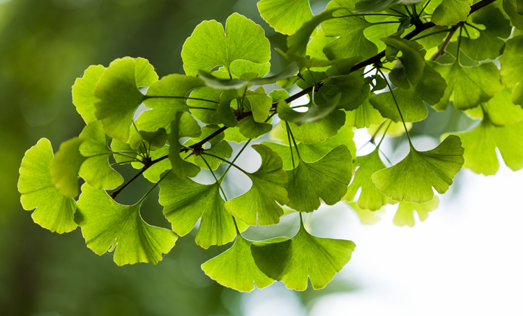 Ginkgo biloba en bloedverdunners