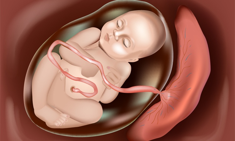 Effect van prenatale stress op de foetus