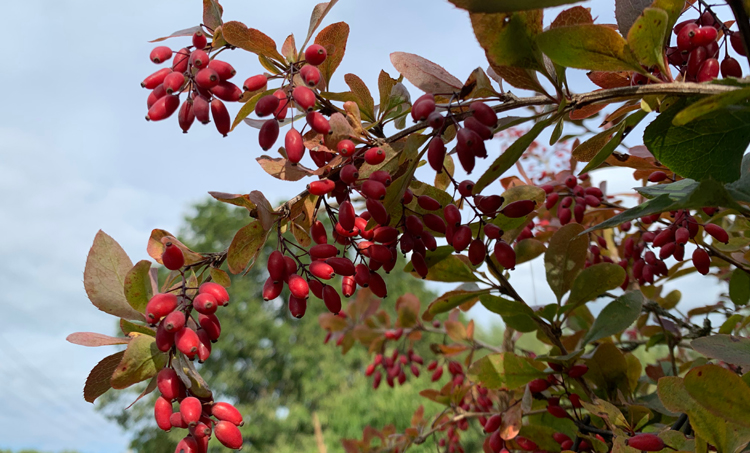 Berberine bij hart- en vaatziekten