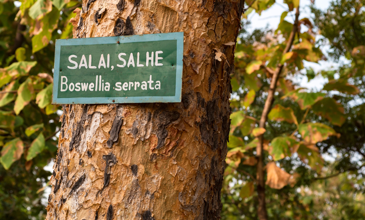 Boswellia serrata bij spier- en gewrichtspijn