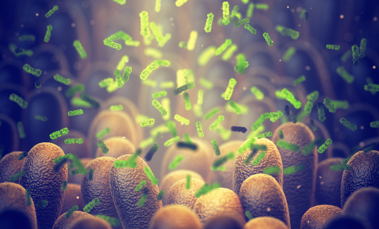 Link microbiota en immuunsysteem gevonden