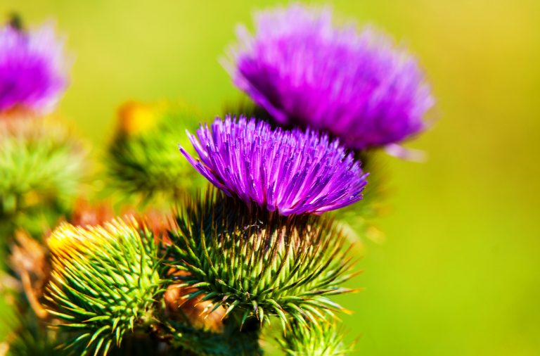 Arctium lappa