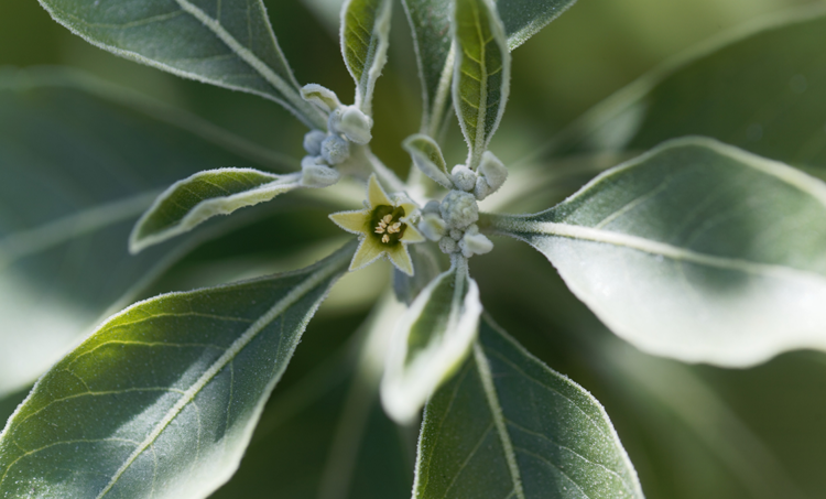 Ashwagandha, een nuttig adaptogeen bij stress