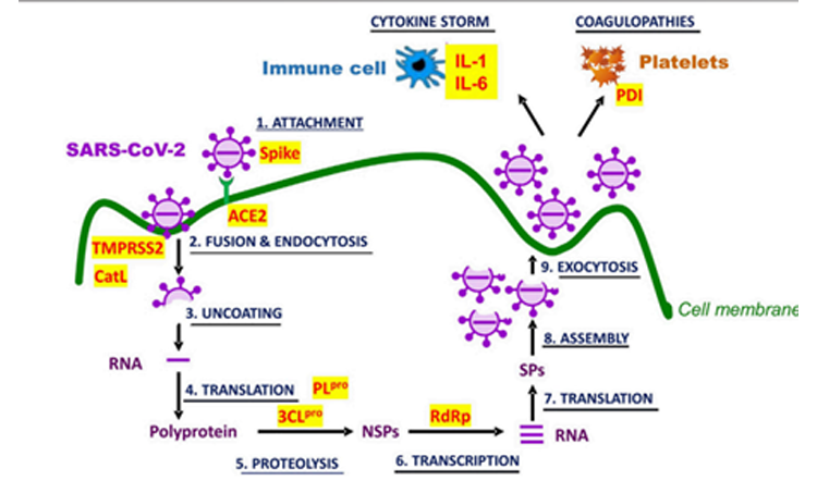 Viraal geïnduceerde artherosclerose