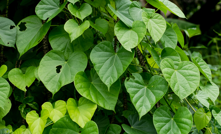 Planten(stoffen), mitochondriën en neurodegeneratieve aandoeningen