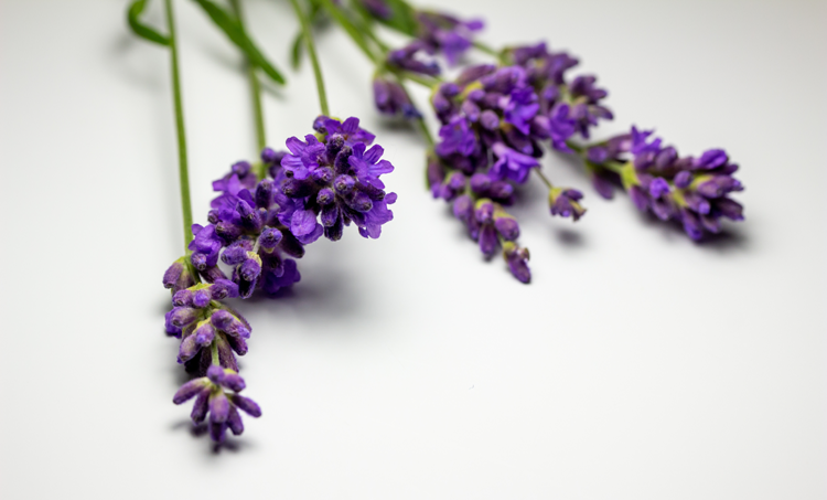 Lavendel beïnvloedt progesteron bij PCOS