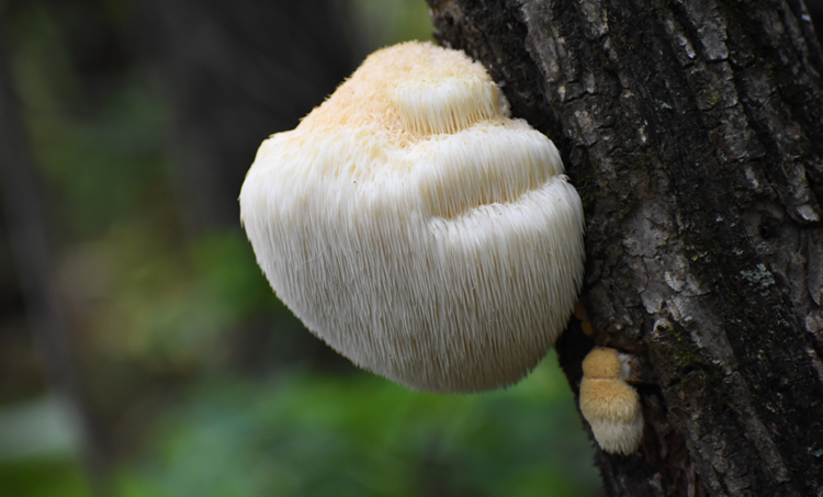 Lion’s Mane voor het brein