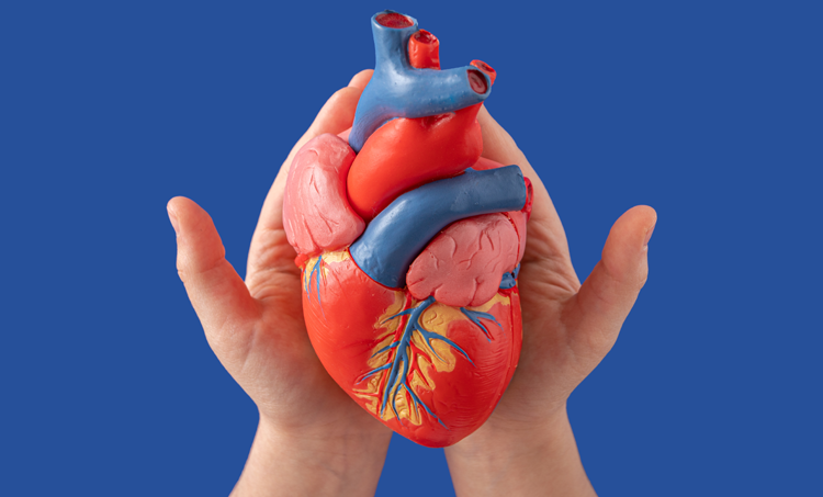 Macronutriënten en het risico op hart- en vaatziekten