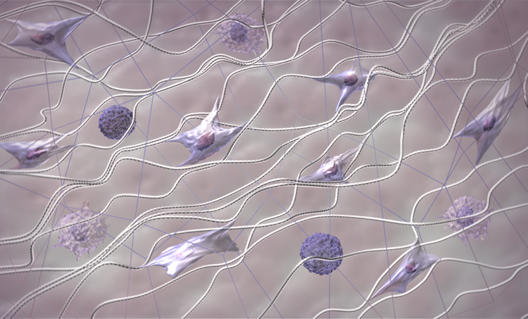 De extracellulaire matrix en het immuunsysteem