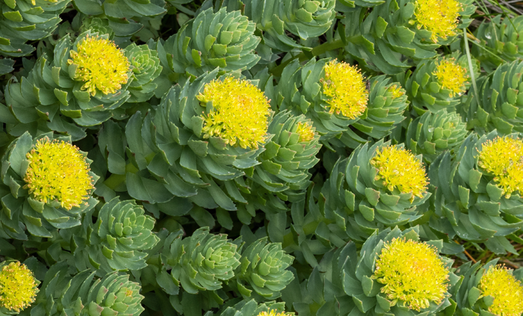 Meer energie, minder stress en positiever ingesteld dankzij rhodiola