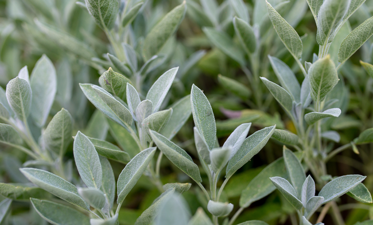 Salvia van nut bij PCOS-patiënten